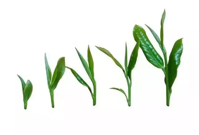恩施富硒茶真假