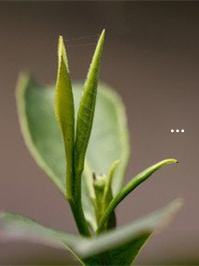 含硒的茶叶对人有哪些好处