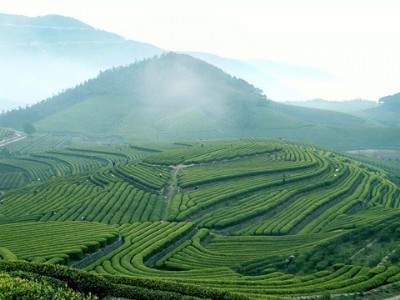 开阳富硒茶