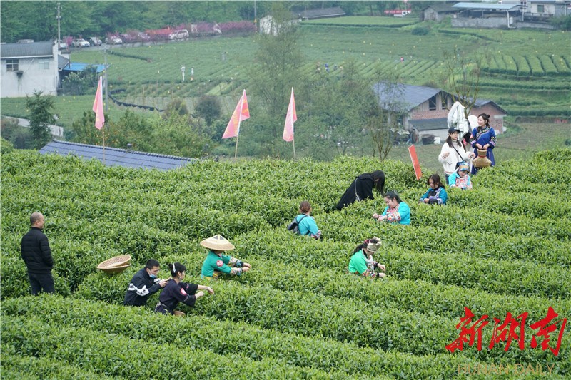 保靖黄金富硒茶