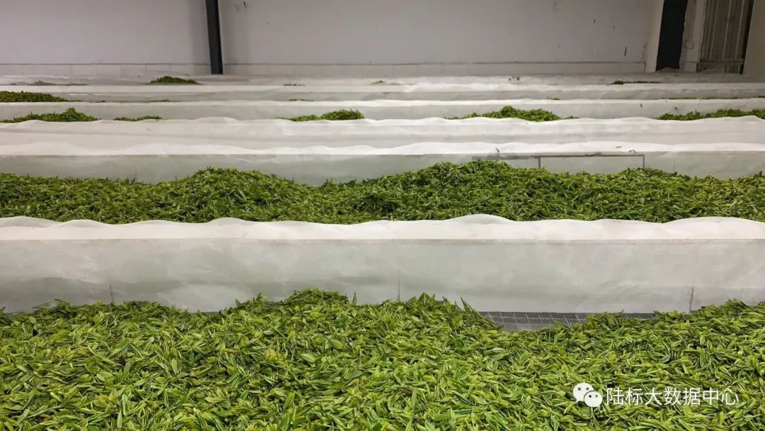玉露恩施富硒茶