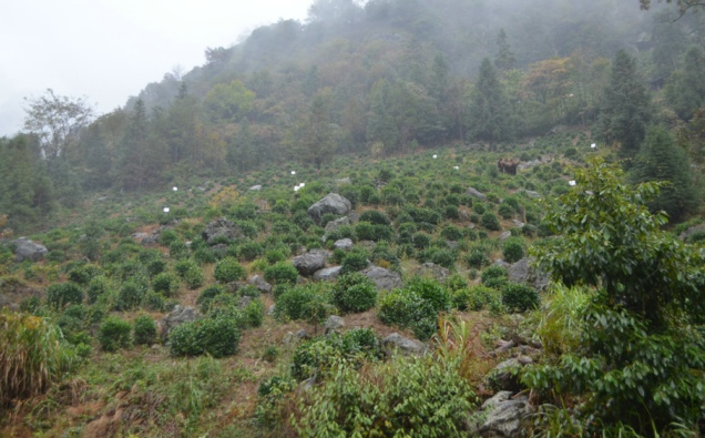霄坑村茶园