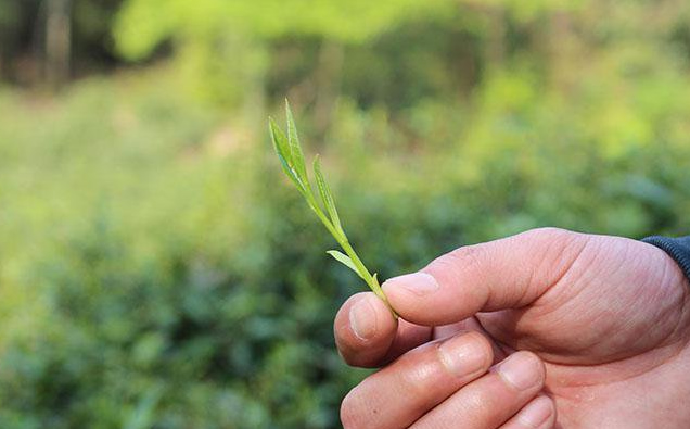 霄坑绿茶鲜叶茶青