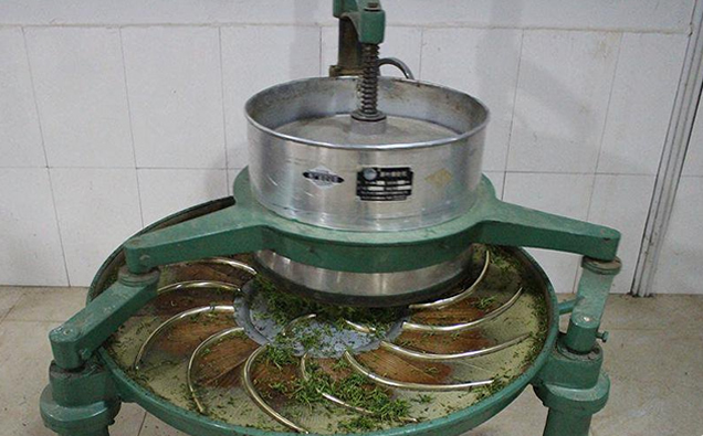 霄坑绿茶揉捻工艺