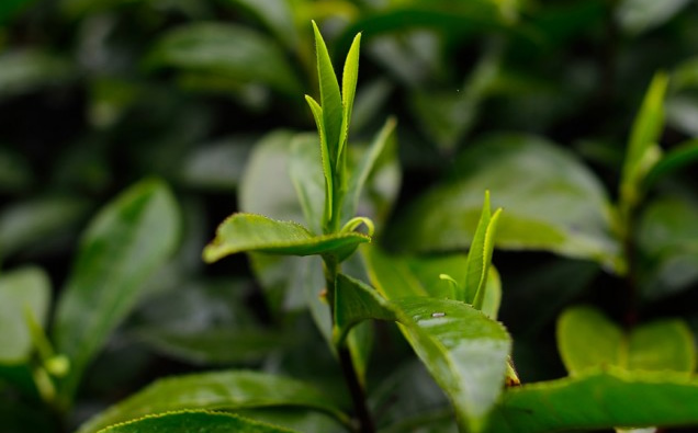 霄坑马兰种茶树