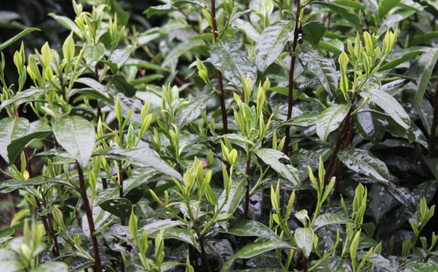 霄坑绿茶茶树