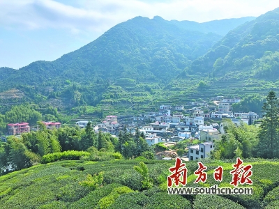 雄风高山富硒茶