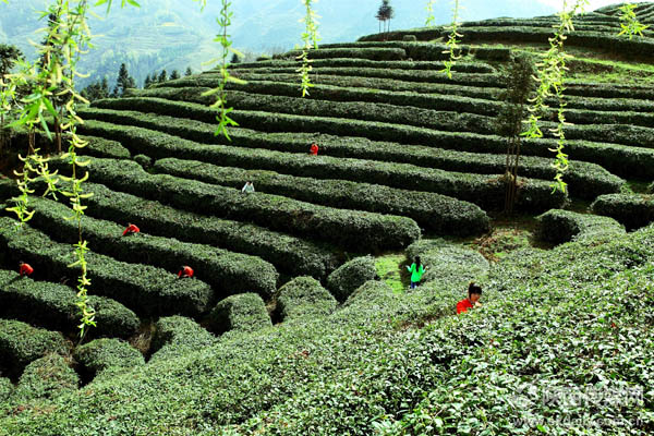 富硒茶品牌策划