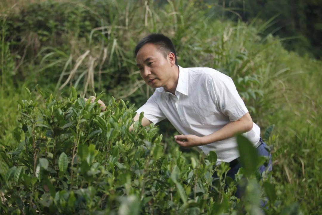 富硒茶受益群众