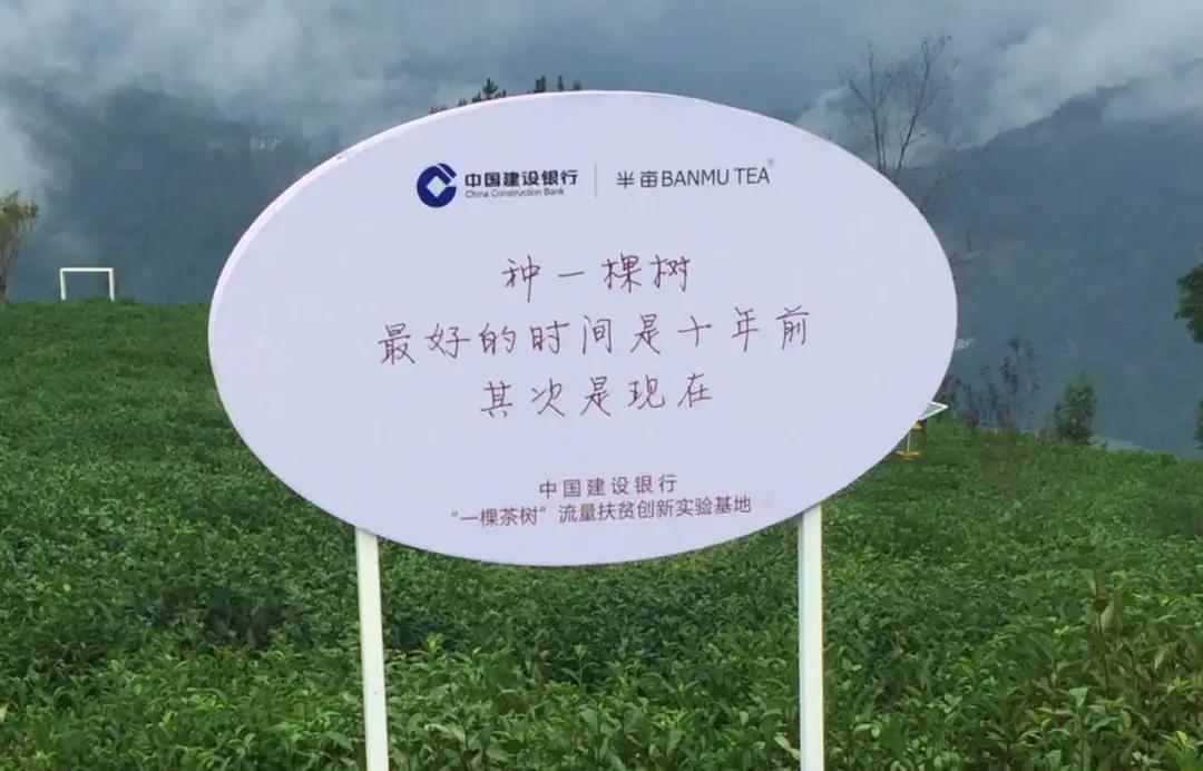 茶树喷洒富硒茶