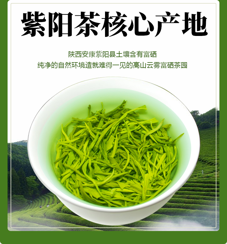 茶树喷洒富硒茶