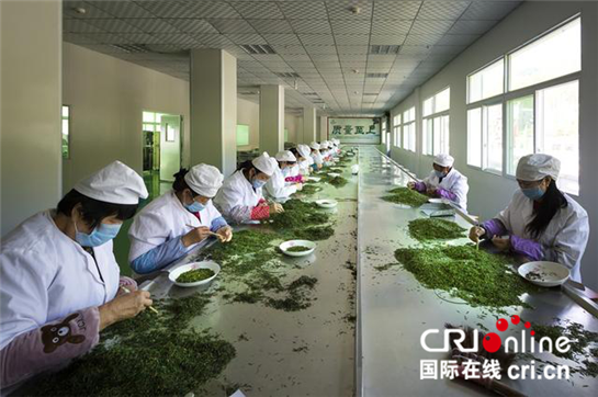 安康宣传富硒茶