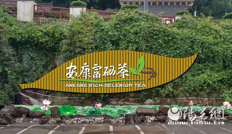 富硒茶怎么讲解