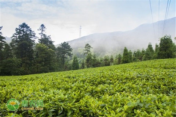宣汉渡口富硒茶