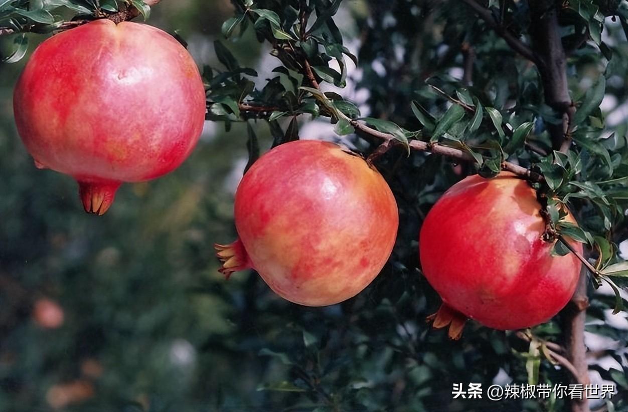 石台富硒茶味道