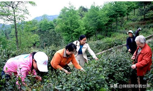 石台富硒茶味道