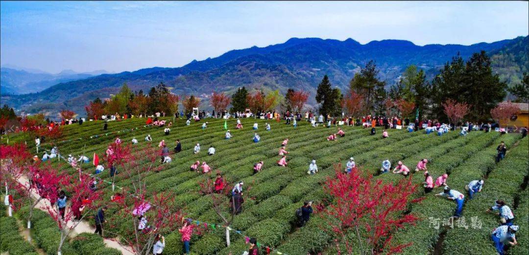 紫阳富硒茶来源