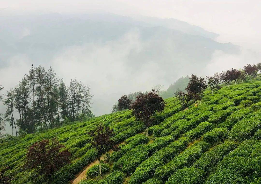 紫阳富硒茶来源