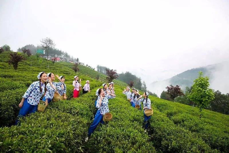紫阳富硒茶来源