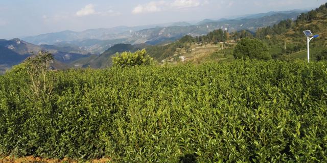 开阳县茶产业快速发展 实现以茶兴业 以茶惠民