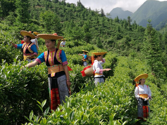 南昌富硒茶公司