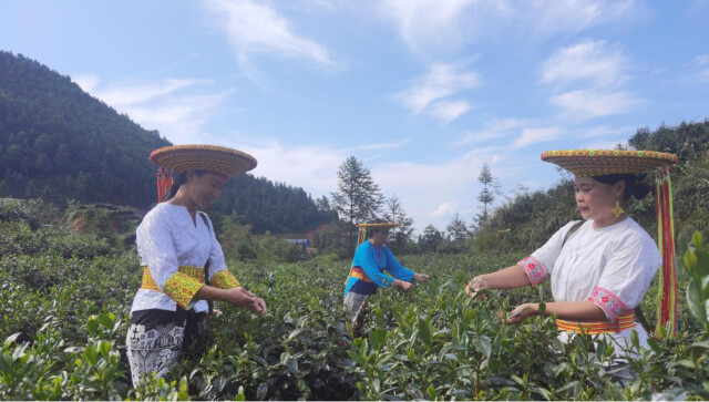 南昌富硒茶公司