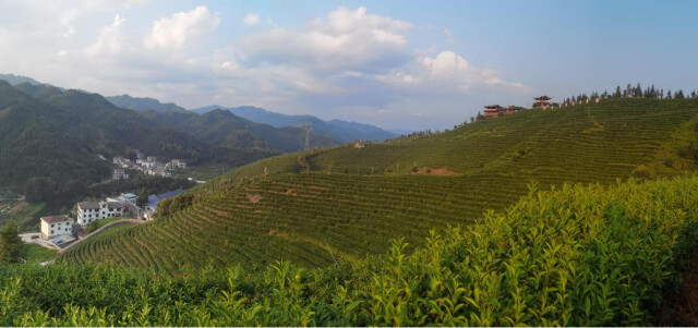 南昌富硒茶公司