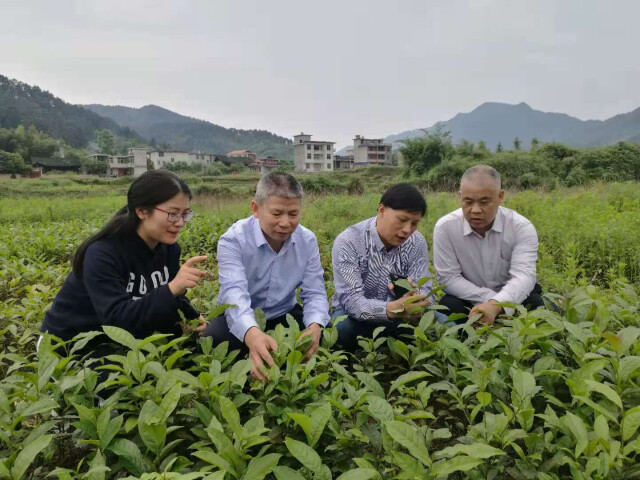 南昌富硒茶公司