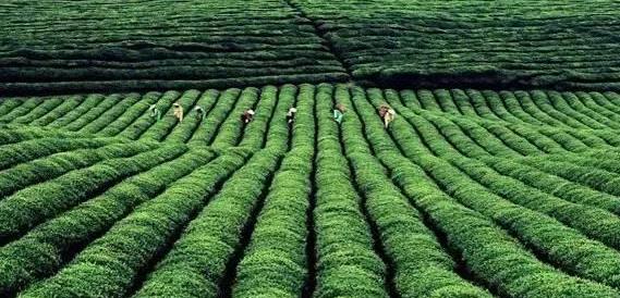 贵州富硒茶宣传