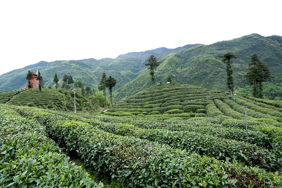 富硒高山有机茶