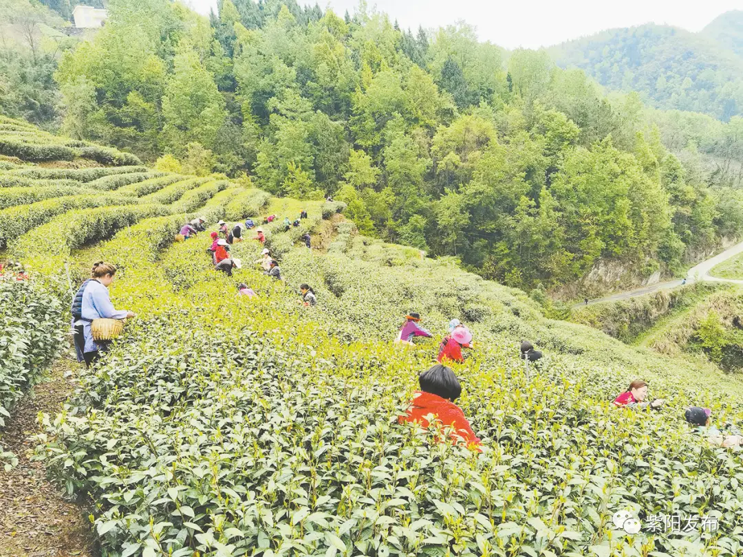 紫阳富硒茶招牌