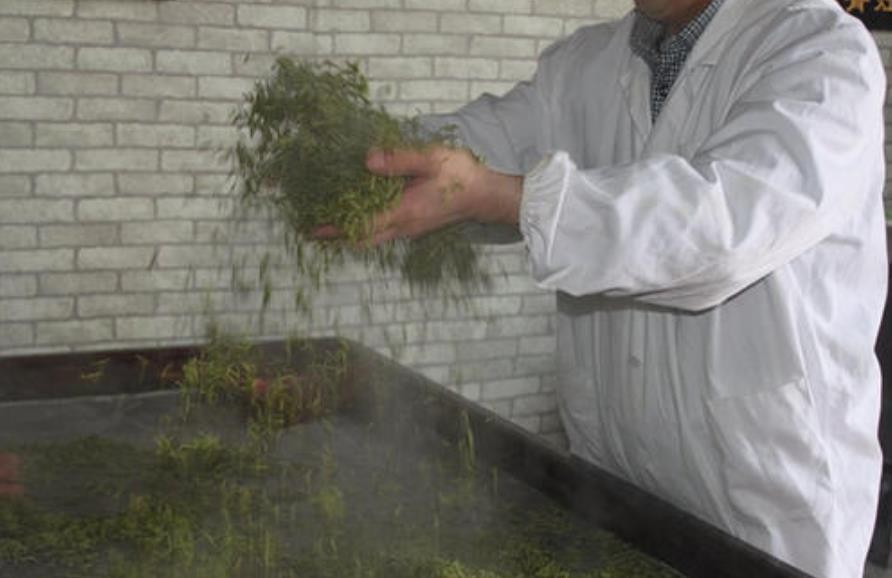 恩施富硒茶出口