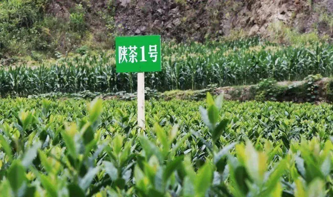 安康富硒茶公司