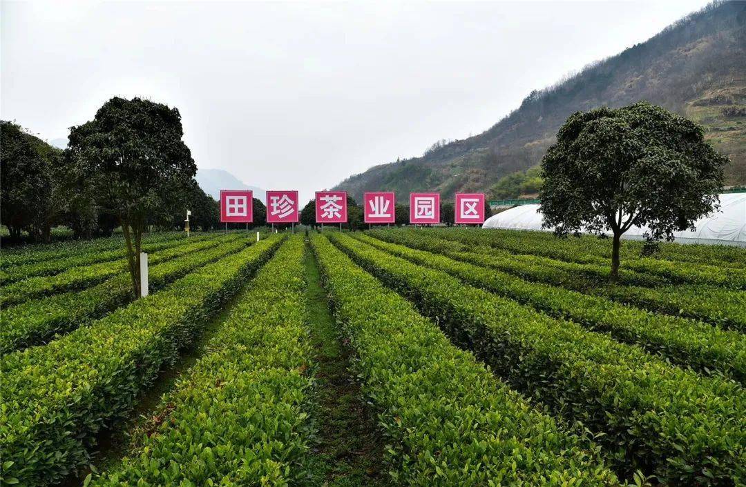 紫阳富硒茶招牌