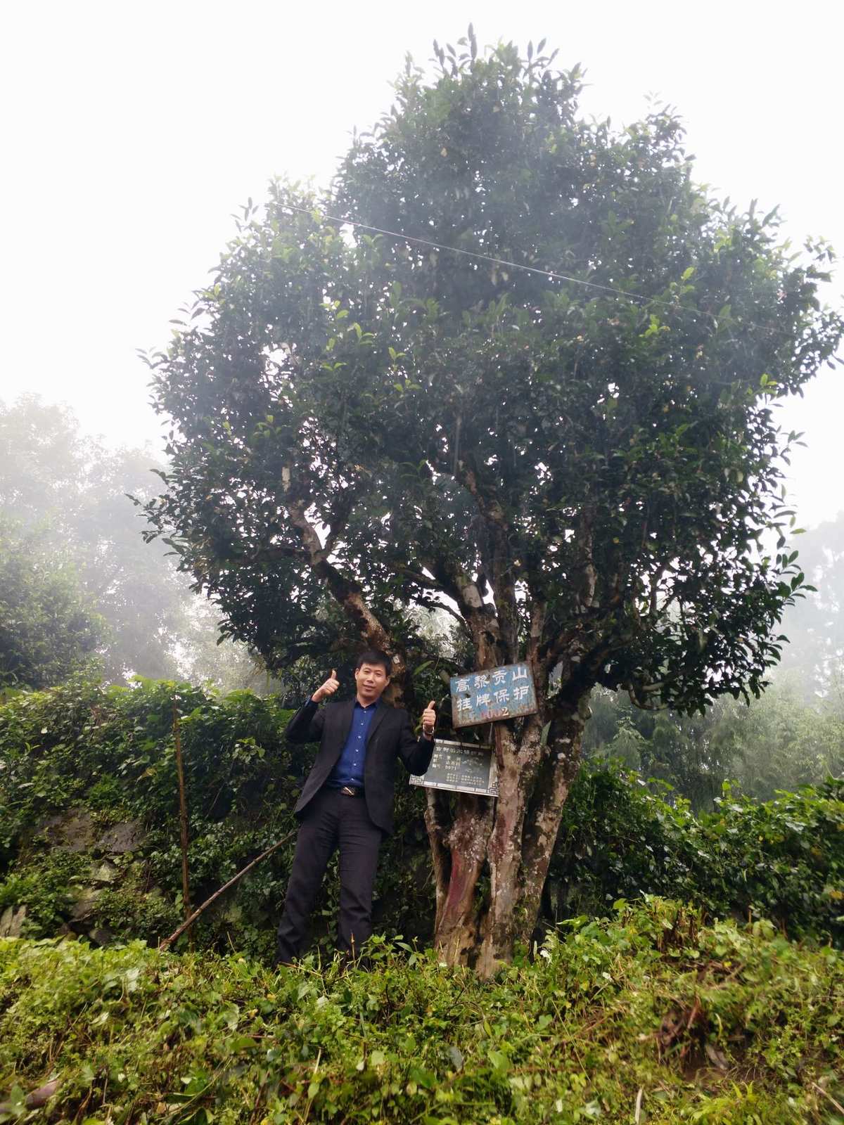 贵州富硒茶红茶