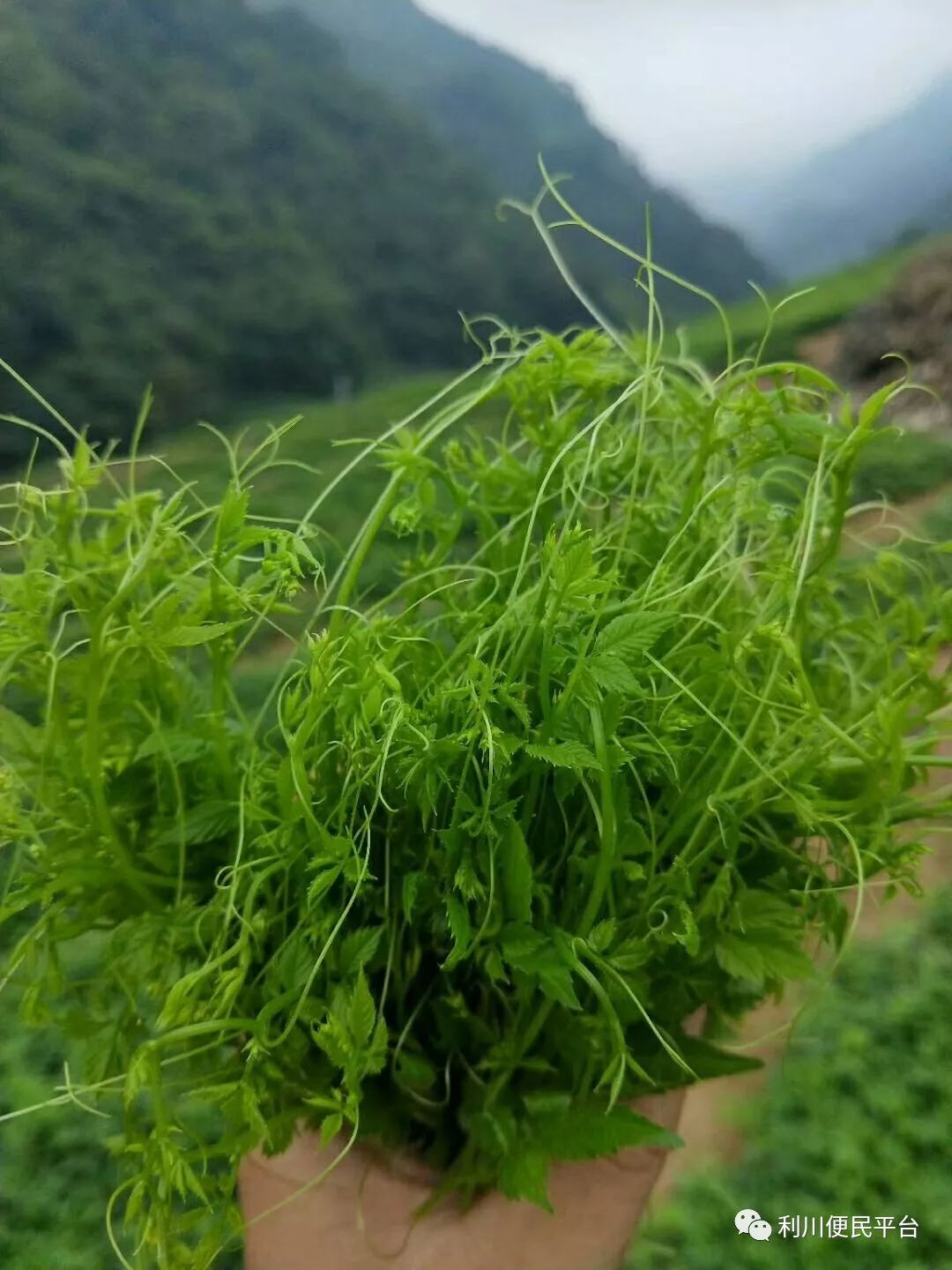 恩施富硒茶属于