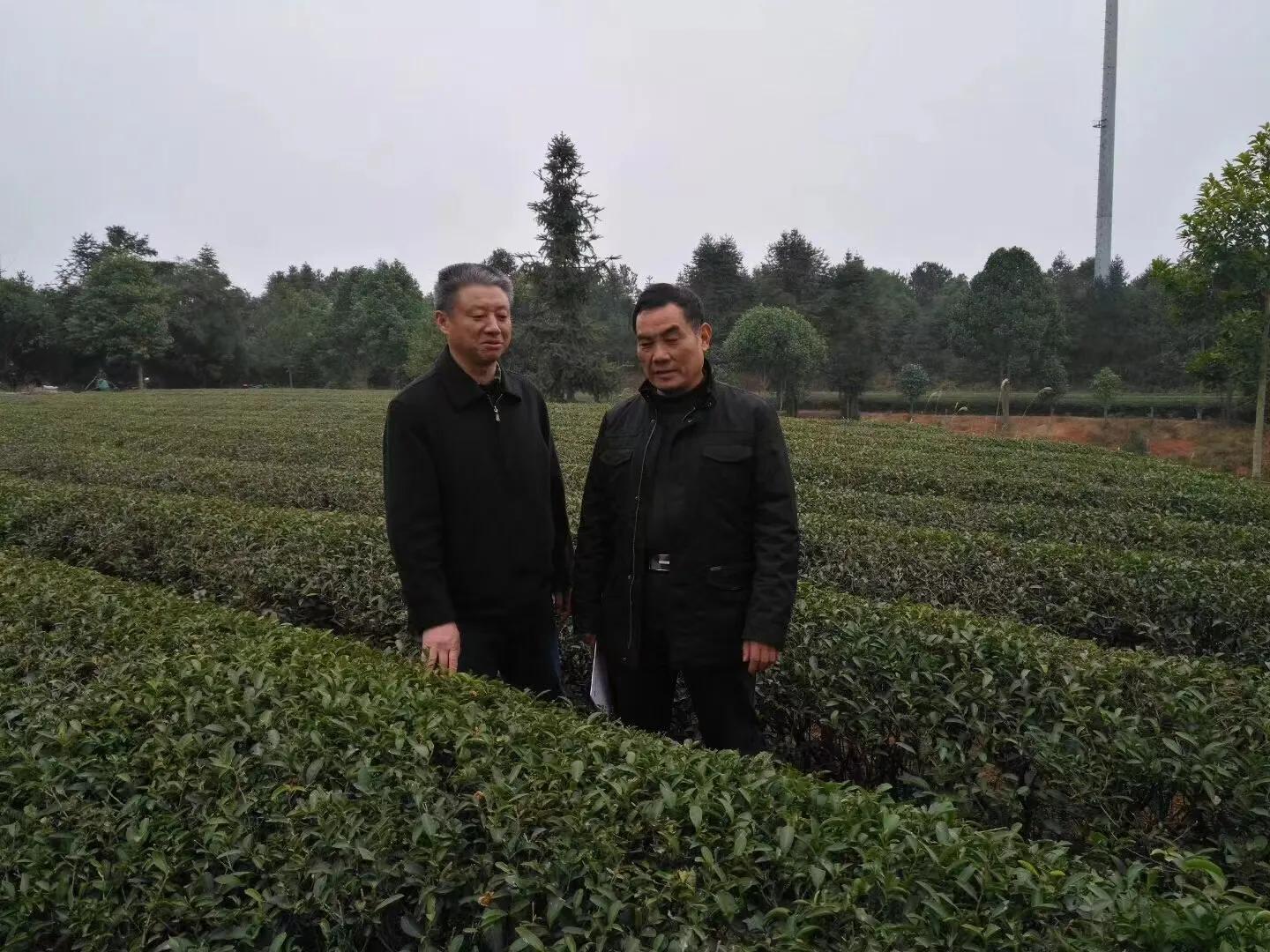 富硒黄金茶价格