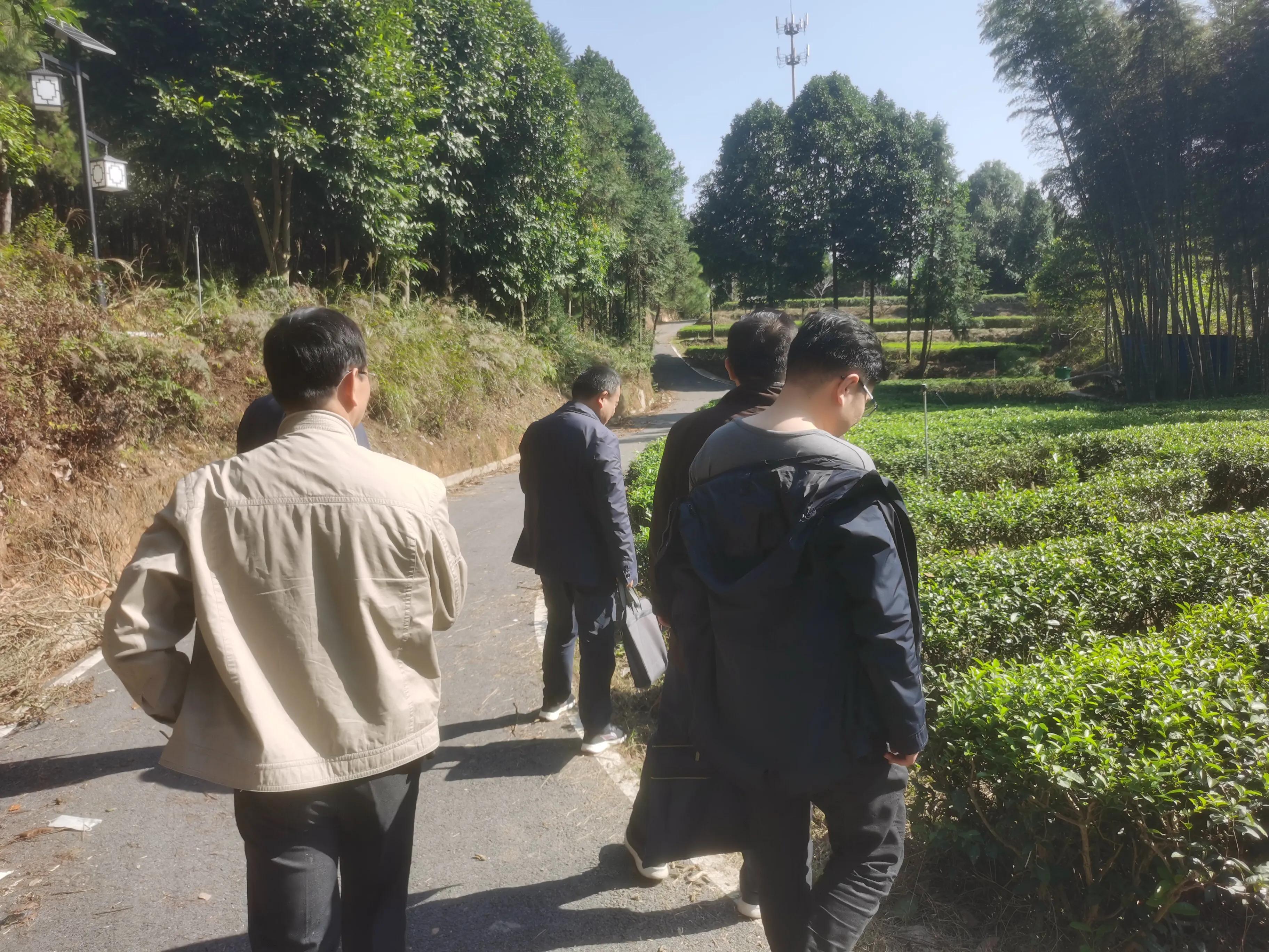 富硒黄金茶价格