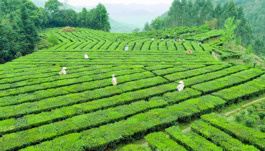 肇庆富硒有机茶