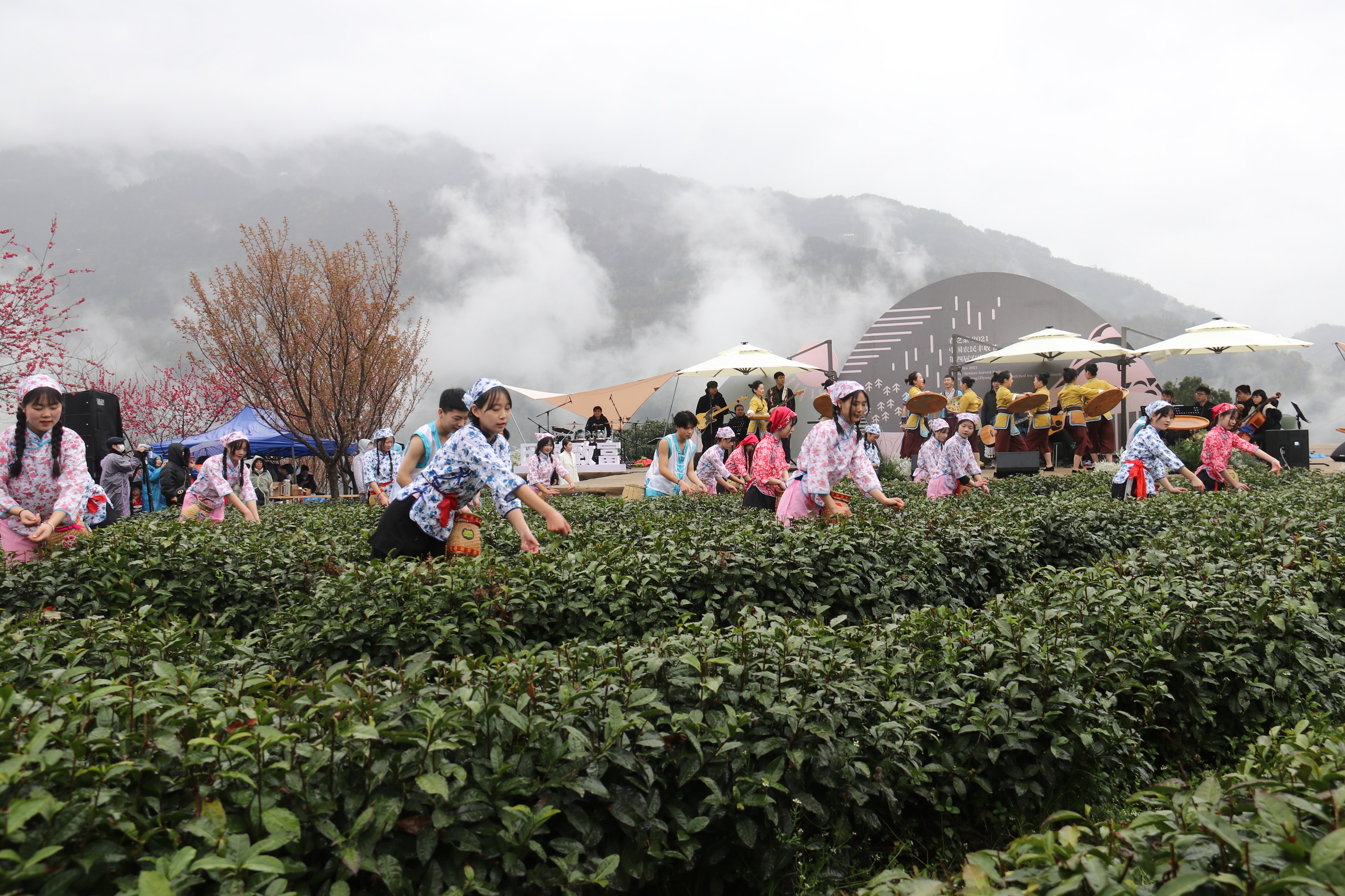 浙江富硒茶企业