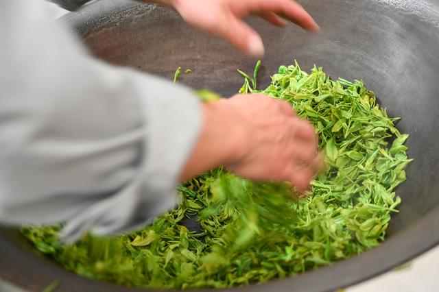 采摘恩施富硒茶