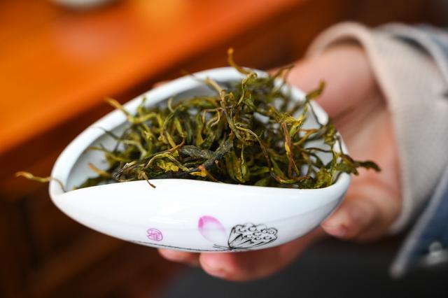 采摘恩施富硒茶