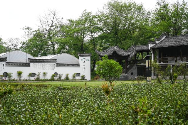 采摘恩施富硒茶