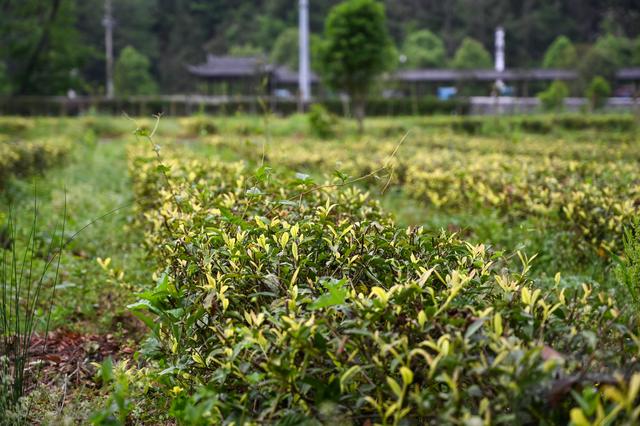 采摘恩施富硒茶