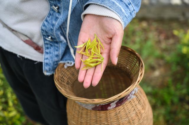 采摘恩施富硒茶