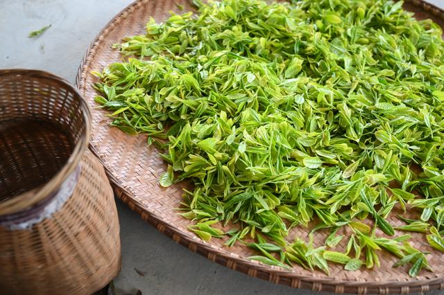 采摘恩施富硒茶