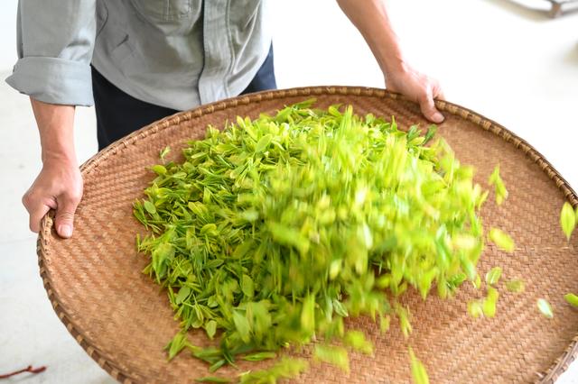 采摘恩施富硒茶