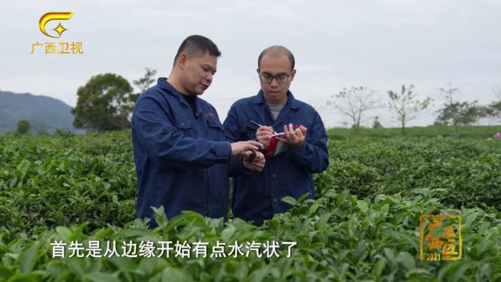 福建富硒桑叶茶