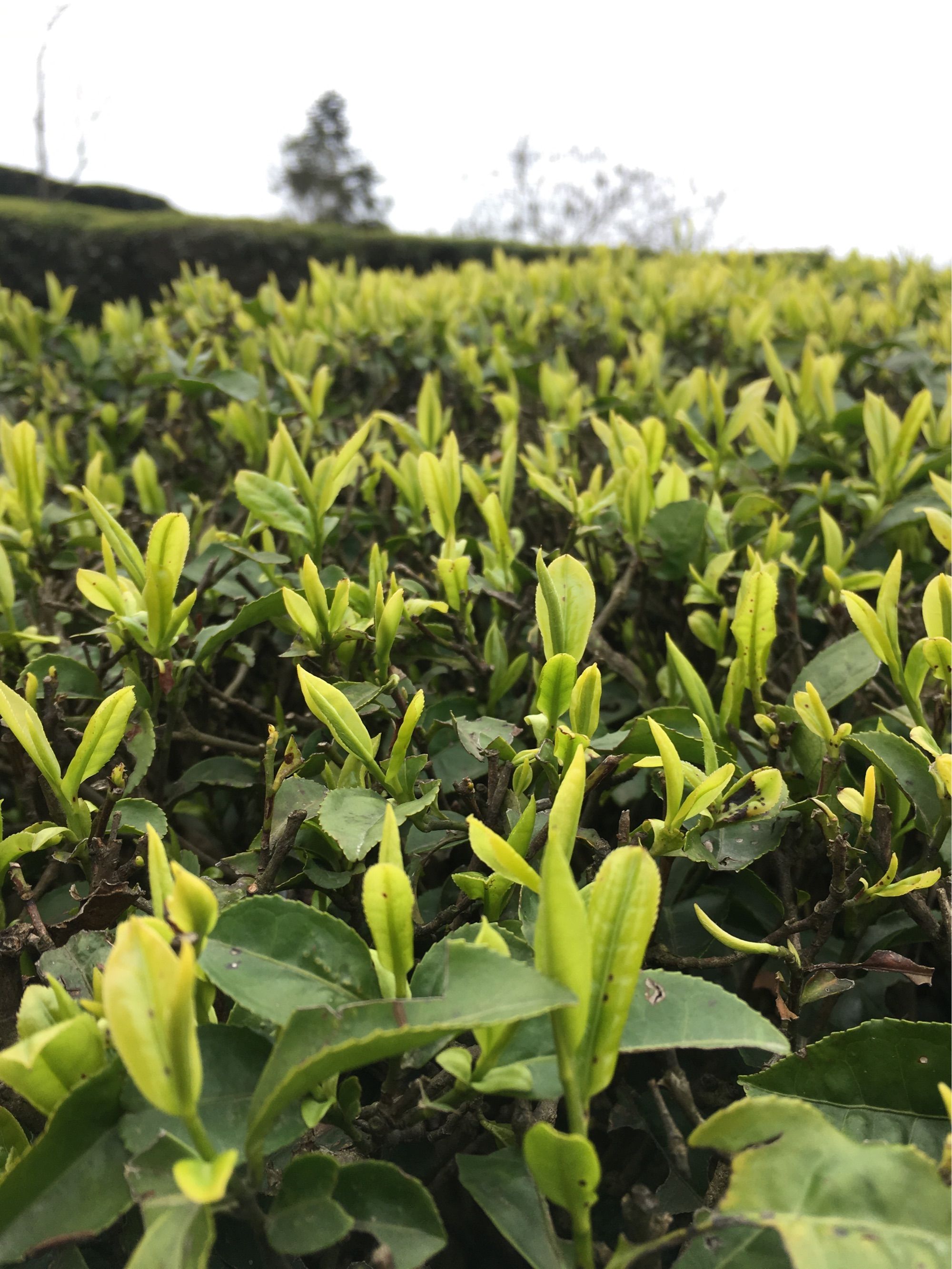 富硒茶产量多少