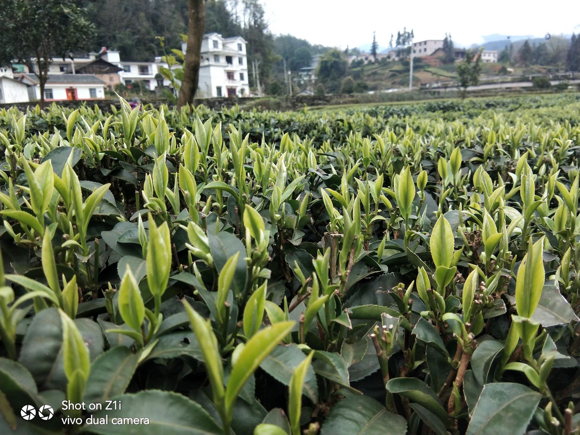 富硒茶产量多少